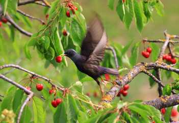 The starling snatched the cherry and flies away carrying it in its beak.....