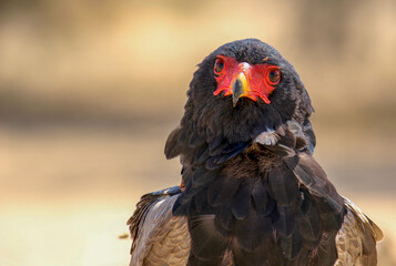 Adult Bateluer Eagle, Kgalagadi