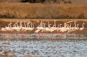 Fototapeta premium A flock of flamingo birds in salt ponds of Eilat