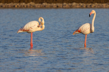 A pair of flamengo birds in the salt ponds of Eilat