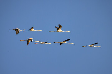 A flock of flamengo birds in flight in the background the Eilat Mountains