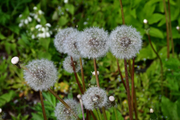 White fluffy and flown dandelions in the field. Selective focus, blurred background