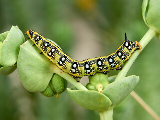 Leafy Spurge Hawkmoth. Hyles euphorbiae.