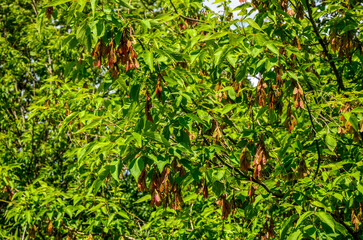 Boxelder maple - Latin name - Acer negundo