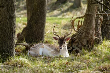 Wandaufkleber Damherten    Fallow deer © Holland-PhotostockNL
