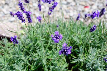 Many small blue lavender flowers in a garden in a sunny summer day photographed with selective focus, beautiful outdoor floral background.