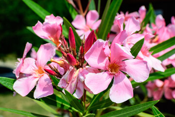 Close up of delicate pink flowers of Nerium oleander and green leaves in a exotic garden in a sunny summer day, beautiful outdoor floral background photographed with soft focus.