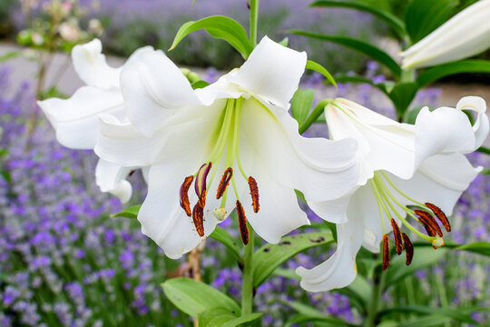 Group of many large white flowers and buds of Lilium or Lily plant in a British cottage style garden in a sunny summer day, beautiful outdoor floral background photographed with soft focus.