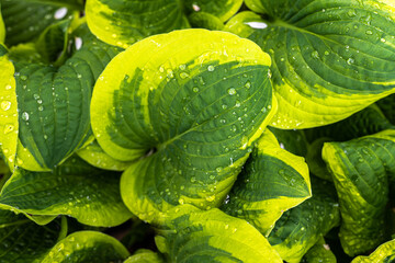 Leaves of Hosta Cultivar 'Fragrant Queen' in Spring