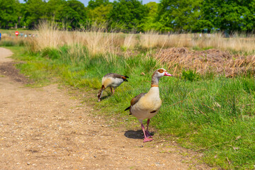 Obraz na płótnie Canvas geese in a london park, spring time