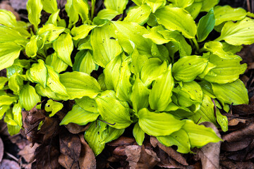 Leaves of Hosta Cultivar 'Cracker Crumbs' in Spring