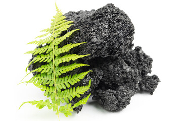 a pile of black coal with a young green plant, isolated