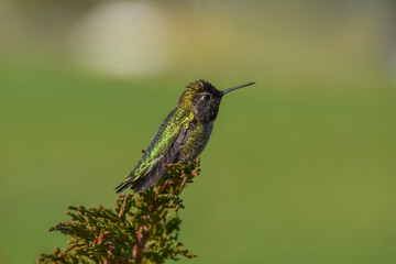 Anna's Hummingbird perched on a branch against a green background.