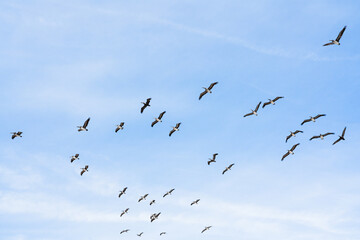 Flock of pelicans. Cloudy sky and silhouette of flying birds. Tranquil scene, freedom, hope, motivation concept