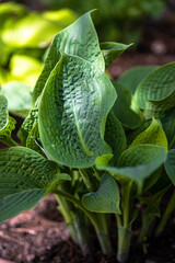 Leaves of Hosta Cultivar 'Blue Hawaii' in Spring