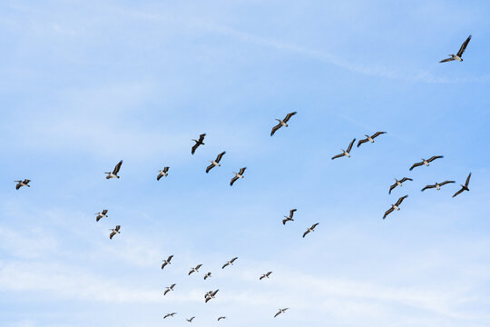 Flock of pelicans. Cloudy sky and silhouette of flying birds. Tranquil scene, freedom, hope, motivation concept