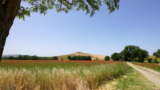 landscape with rolling tuscan hills and poppy field framed by tree branches