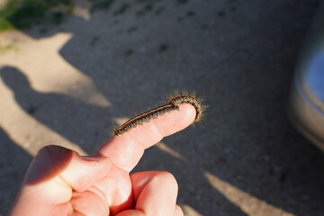 Malacosoma Americanum Eastern tent caterpillar 