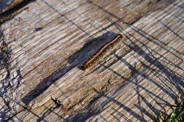Malacosoma Americanum Eastern tent caterpillar 