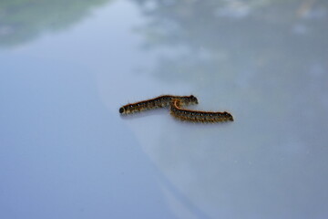 Malacosoma Americanum Eastern tent caterpillar 