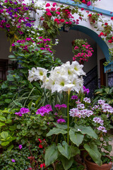 Fototapeta na wymiar Close-up of flowers in a patio in spring ,Córdoba, Spain.
