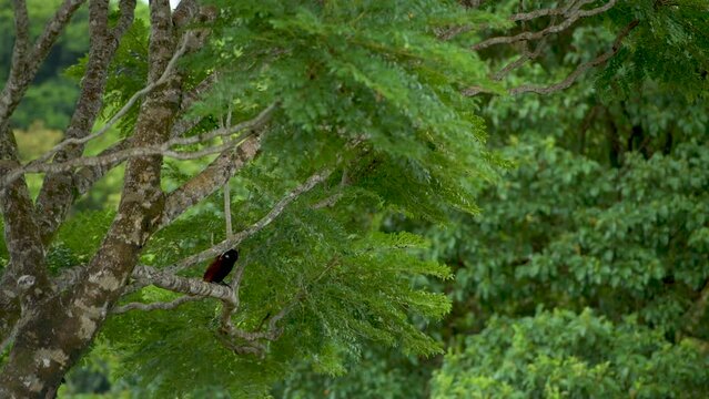 Montezuma oropendola (Psarocolius montezuma)  in the Caribbean coastal lowlands of Panama - stock video