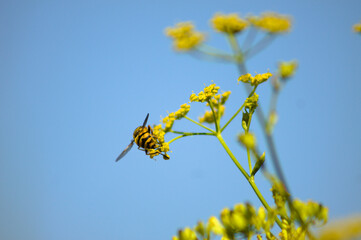 Closeup of bee pollinating yellow parsnip flowers with blue sky on background
