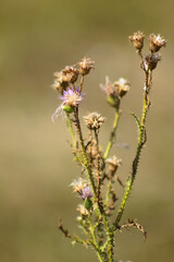 Closeup of dried marsh thistle flowers with blurred background