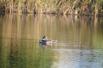 Closeup of young swan on rippled lake with common reed reflections and selective focus on foreground