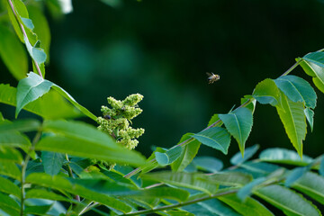 Unique photo of a bee in full flight, taking off from a staghorn flower