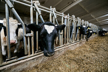 Dirty cows in an old Soviet barn eat dry food. Selective focus