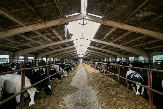 A big old cowshed with a leaky roof