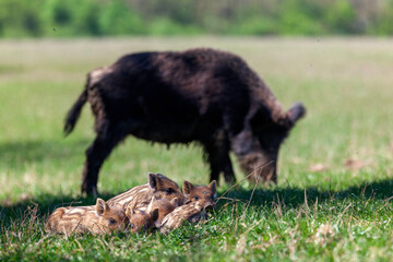 wild boar and her babies in the meadow