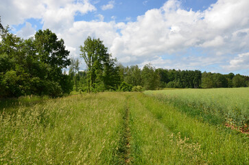 Fototapeta na wymiar Wiesen - Felder - Wälder unter Himmelblau mit weißen Wolken im Frühling 