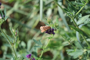 a Burnet companion moth on Alfalfa