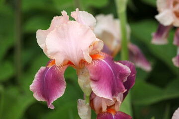 Bearded Iris 'Carnaby'  in flower.