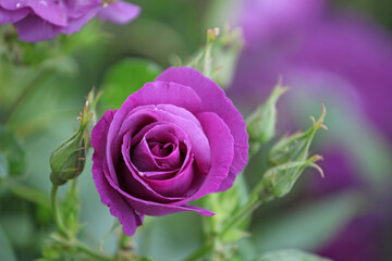 Purple Rosa 'Rhapsody in Blue' in flower