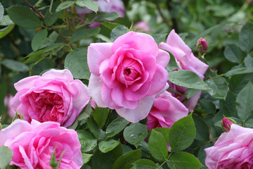 Pink Rosa 'Cariad' in flower