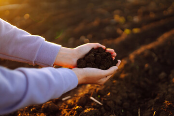 Hand of expert farmer collect soil.  Farmer is checking soil quality before sowing. Agriculture,...