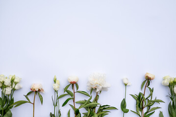 Fototapeta premium Big bright peony against white backdrop. Art toned photo of spring flower. Pink and white peonies isolated on white background. Spring, wedding background. Flat lay, copy space. Panorama.