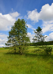 Fototapeta na wymiar Wiesen - Felder - Wälder unter Himmelblau mit weißen Wolken im Frühling 