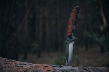 Tactical knife for survival and protection difficult conditions stuck into trunk tree in forest. - obrazy, fototapety, plakaty