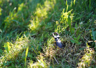 Stag beetle in the grass. The sun is shining on him. It has large black rafters and large claws.