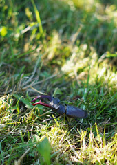 A large black beetle traveling in daylight. Crawls in low grass. Detailed photo.