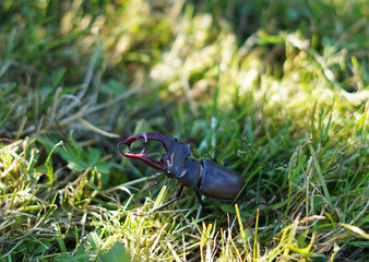 Big black beetle. A pronghorn creeping in the grass with characteristic and dangerous mandibles.