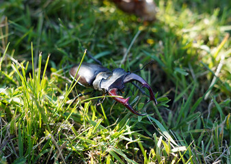 Big black beetle with claws. It's called a stag beetle.