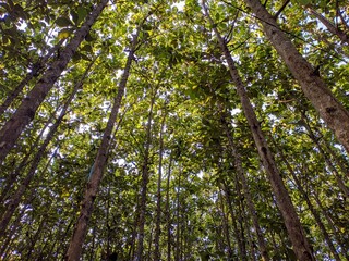 The view of the teak forest that grows neatly