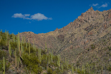 Fototapeta na wymiar Sabino Canyon, Tucson, Arizona