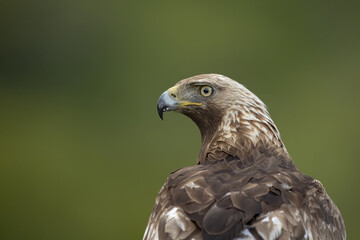 aguila real