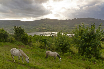 Fototapeta premium horses on the mountain